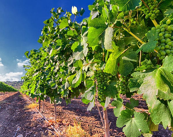 Wine in Israel