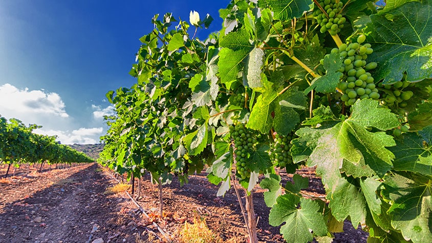 Wine in Israel