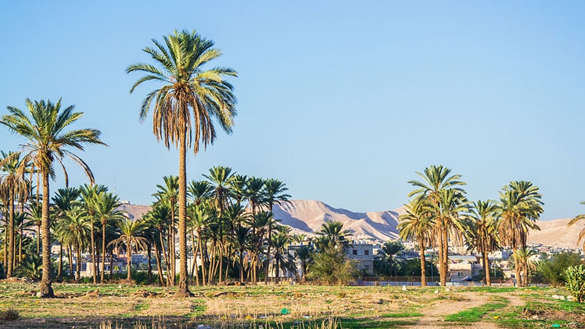 Jericho | City of Walls, Desert Oasis