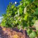 Wine in Israel